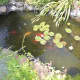 LaMattina installed a Koi pond in his backyard.