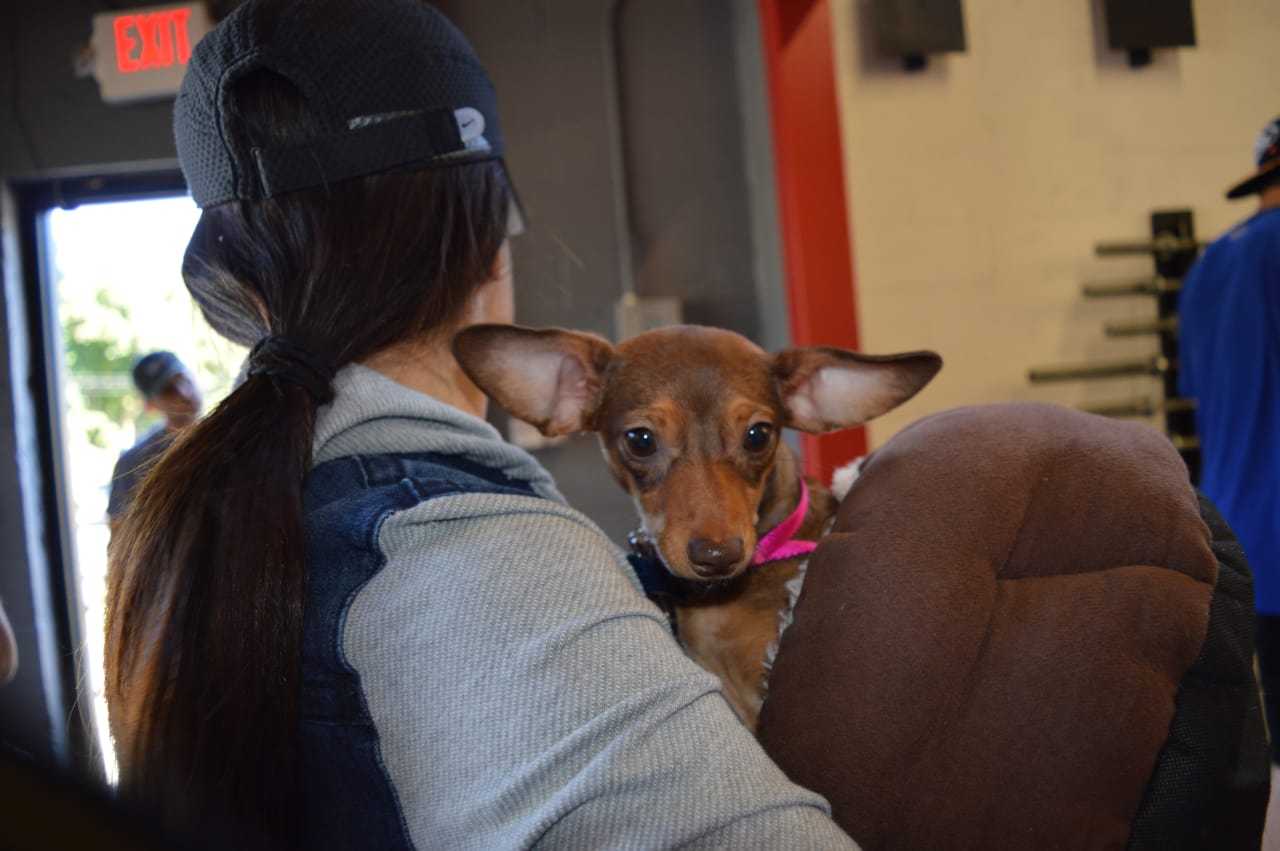 Little dogs and big dogs are up for adoption.