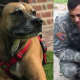 Lovey Dog That 'Saved' Massachusetts Soldier's Life Needs Emergency Surgery