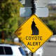 There have been multiple coyote sightings in Westchester in recent days.