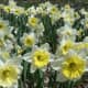 The New Jersey State Botanical Garden in Ringwood is having its annual daffodil planting Oct. 15.