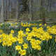 The New Jersey State Botanical Garden in Ringwood is having its annual daffodil planting Oct. 15.