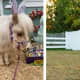Massachusetts Pony 'Stewie Vuitton' Could Be Next Cadbury ... Bunny?