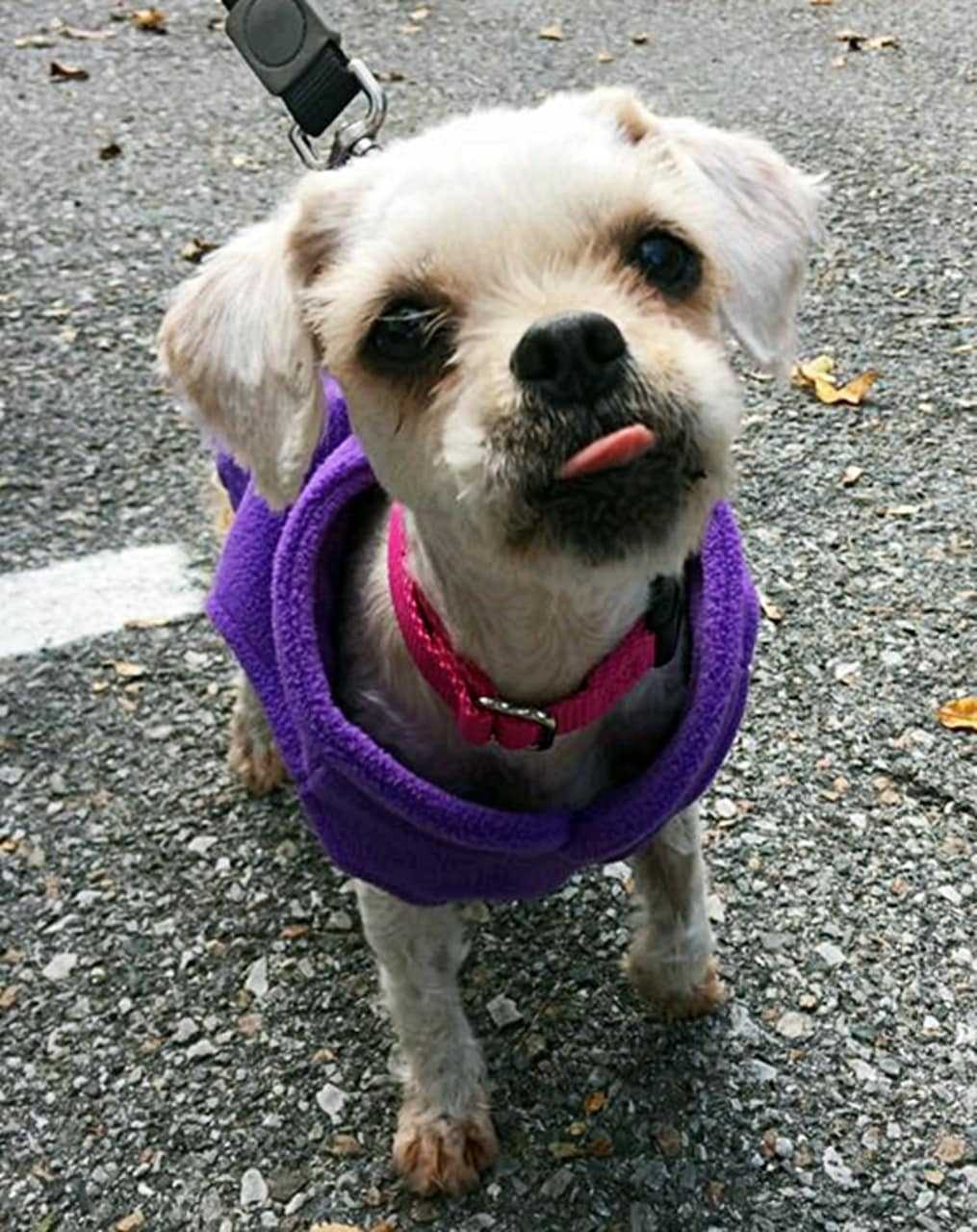 Diamond, here sporting a purple fleece, is looking for her "furever" home.