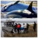 Dolphin Euthanized After Washing Up On Jersey Shore Days After 3 Others Die