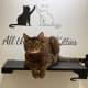All the Single Kitties officially opened in Middlesex County with a ribbon cutting on Thursday, Nov. 17.