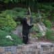 A black bear was spotted in the yard of Bedford Corners resident Carla Bird.