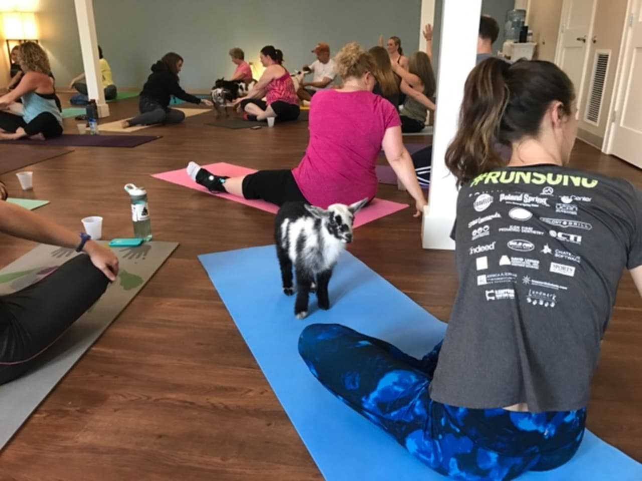 Blue Lotus Yoga practitioners can't get enough of goat yoga.