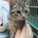 Willow goes home with her new mom Janine from the Pompton Lakes PATCH cat shelter.