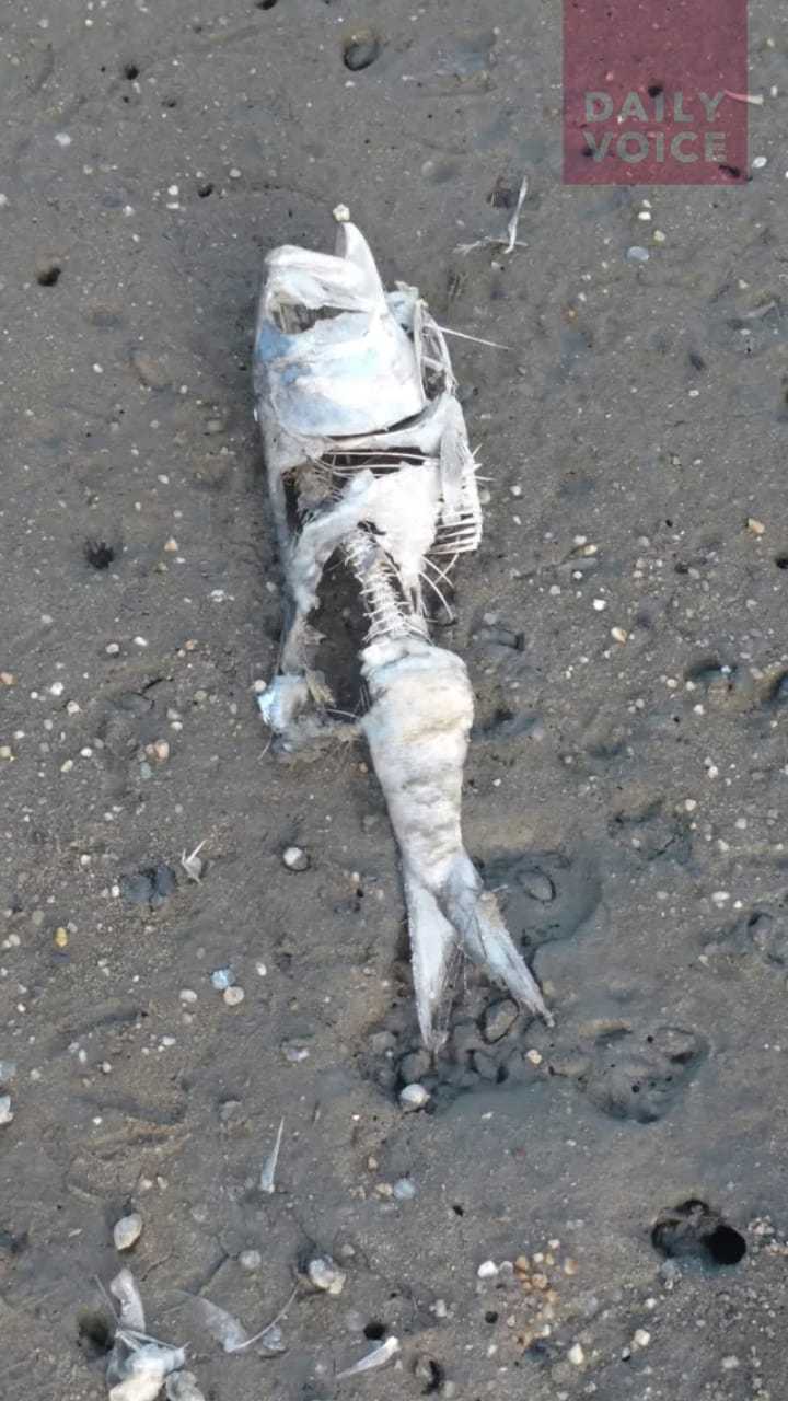 A close-up of one of hundreds of dead fish at Harbor Island Park's beachfront along Mamaroneck Harbor on Tuesday evening.