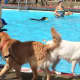 Locals partake in the dog pool party.