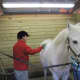 Nick Evarts of New Canaan learns horsemanship and grooming.