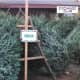 Exchange Club Selling Christmas Tree and Wreaths In New Canaan