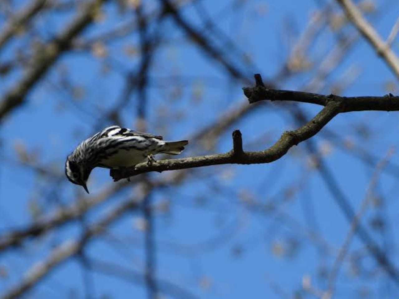 An inquisitive Black-and-white Warbler.