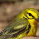 Prairie Warblers are immediately recognizable by their buzzy song.