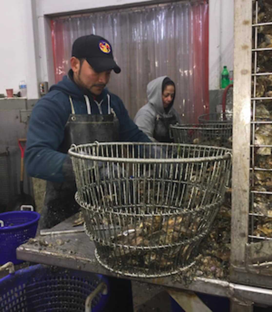 A worker at Norm Bloom and Son cleans oysters Thursday.
