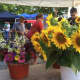 Flowers at the Farmer's Market at the First Congregational Church  in Norwalk