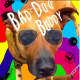 Bad Dog Buddy album cover