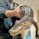 Evicted Alligator Owner Faces Wildlife Charges After Abandonment In Monmouth: Officials