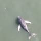 Marine Mammal Stranding Center Investigates 9th Dead Whale Along Jersey Shore