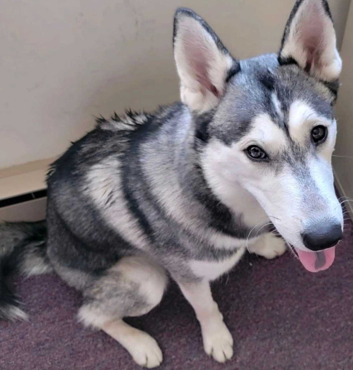 KNOW HIM? Police Find Beautiful Dog While On Patrol In Flemington