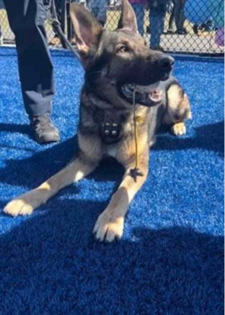 Missing Man Found In Woods By K9 Officer After Mile-Long Search In Northern Westchester