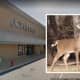 Deer Wanders Into Mall In Central Pennsylvania