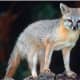 Alert Issued After 'Aggressive,' Rabid Fox Captured In Town Of Neversink
