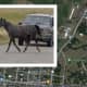 Horse Suffers 'Major Injuries' In Lebanon County Crash: PSP