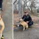 Dog Found Tied To Tree, Left Overnight In Yonkers Park