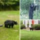 Foraging Bear Sighted In New Canaan: Police Warn Of Encounters