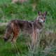 Coyote Attacks 2 In Westchester