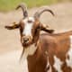 At Least 15 Goats Run 'At Large' In Westchester County: Police