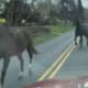Escaped Horses Lead Police In 'Slow Pursuit' In Bucks County