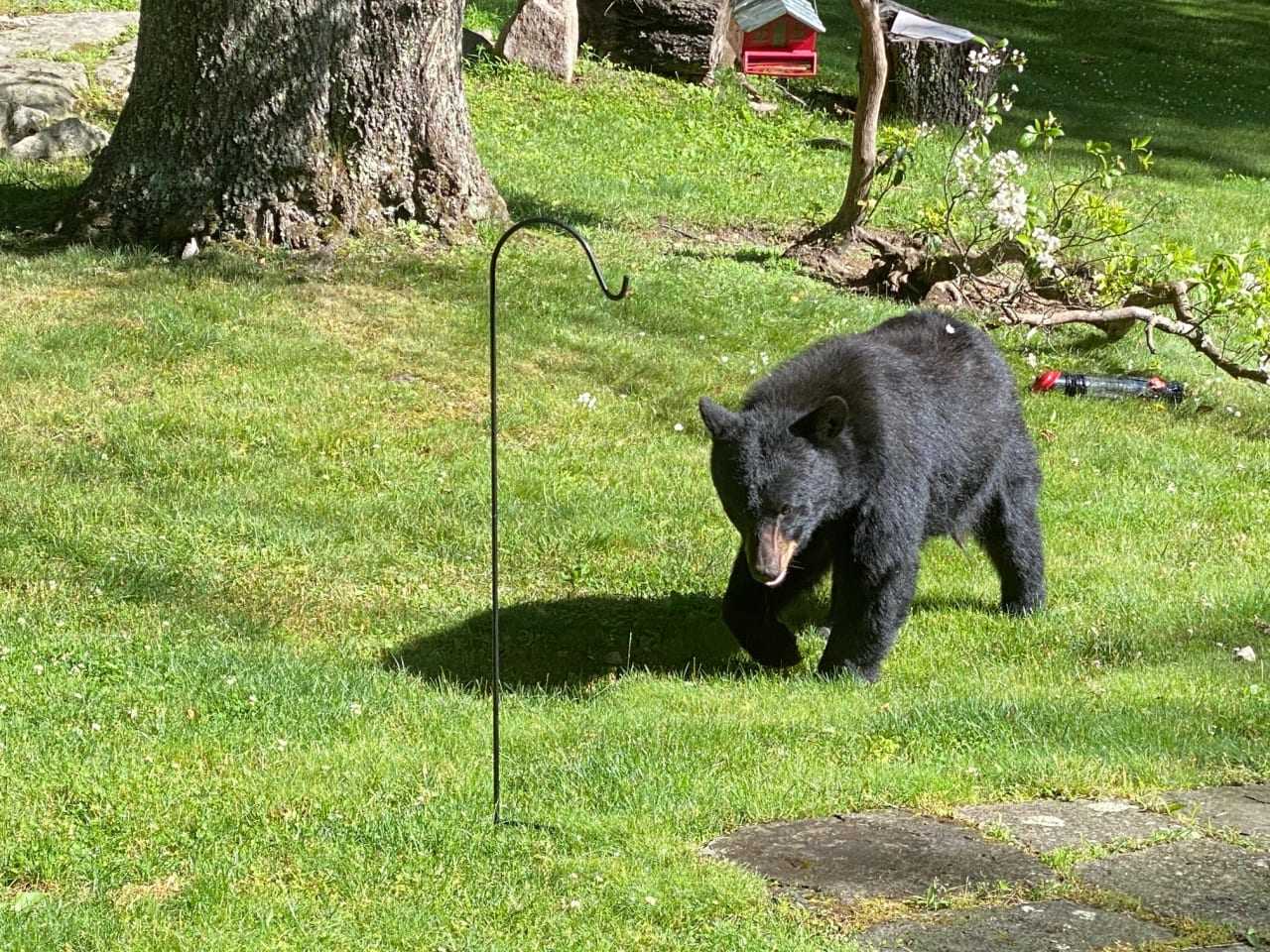 The black bear in South Salem.