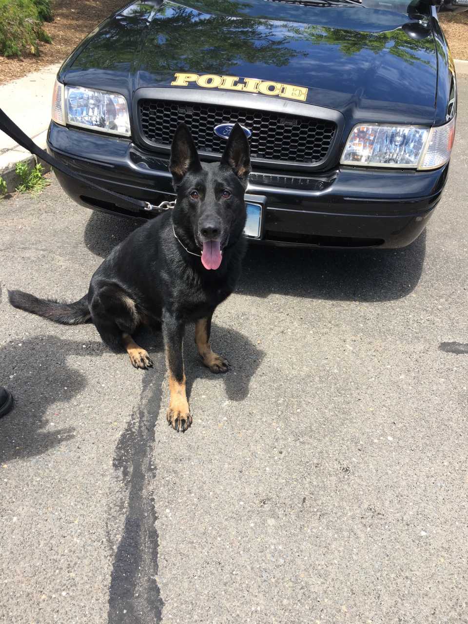 Norwalk Police Service Dog Kimbo took down the suspect in a robbery at a Norwalk deli Monday morning.
