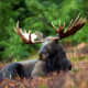Deer, Moose On, Near Roadways Pose Increase Crash Risk Months During Fall, NY DEC Says