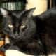 Sammy, a 3-year-old black cat, is very friendly and laid back.