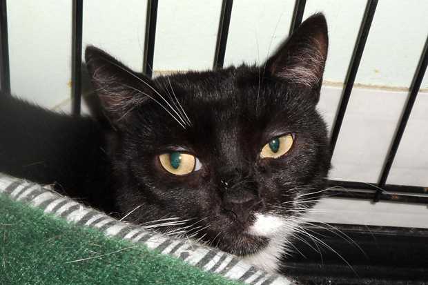 Snickers is eager to have a home of her own again.