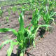 Corn grows at Fairgate Farm. Located at 129-143 Stillwater Ave., it is having a free public event called "It Isn't Easy Being Green," Saturday from noon until 2 p.m.