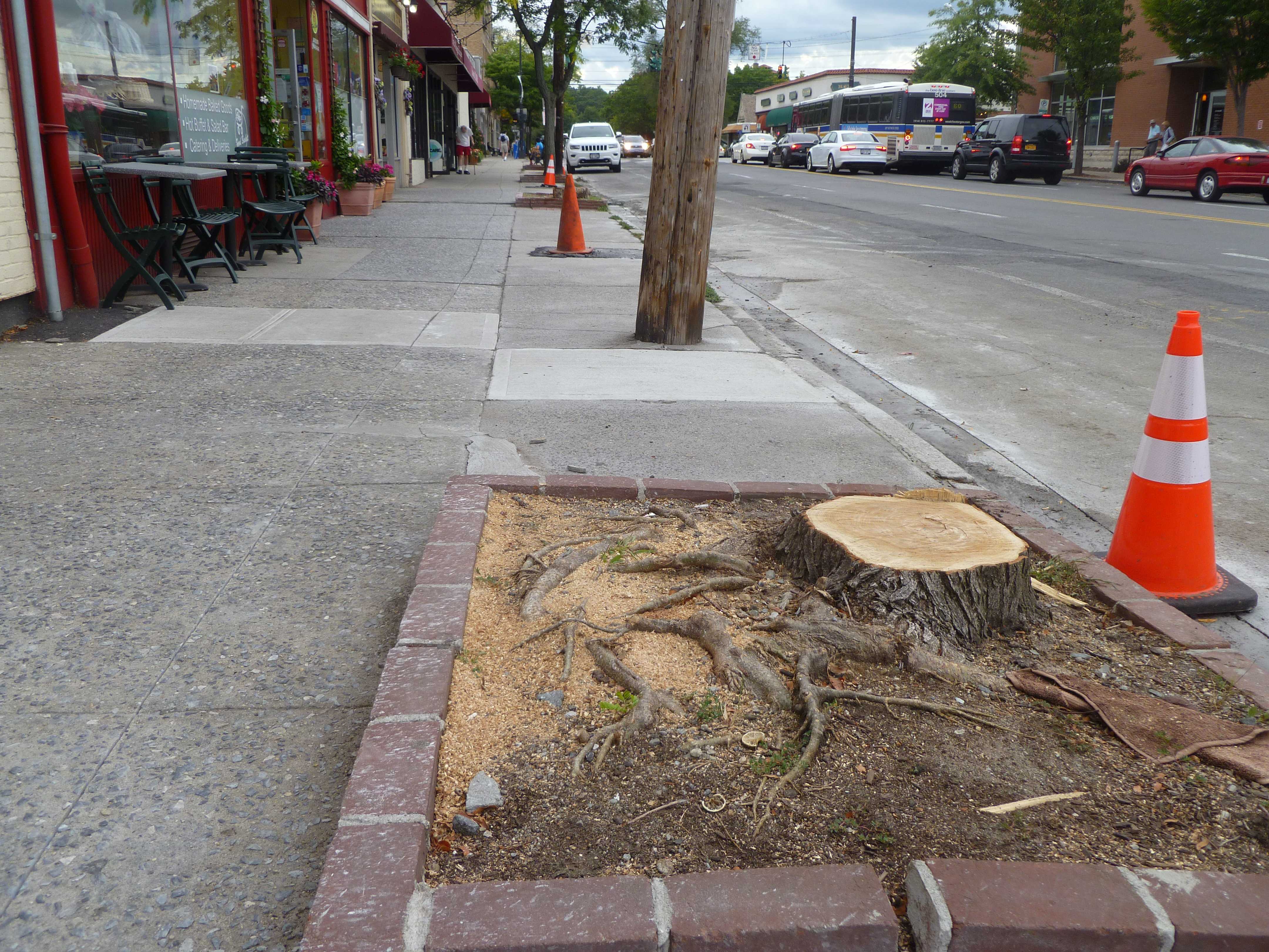 Trees in the downtown have been uprooting, causing pedestrian hazards. They will be replaced and planted in a soil that better keeps roots in place.