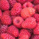 Frozen Raspberries Recalled Due To Possible Hepatitis A Contamination