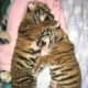 Staff at Beardsley Zoo in Bridgeport are working around the clock to save two tiger kittens rejected by their mom.
