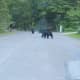 Black bears in Rockland County blocked the road as a Rockland resident attempted to make his way to work.