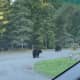 There have been numerous black bear sightings in the Hudson Valley in recent weeks.