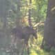 A moose was spotted in Ossining Friday morning