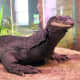 The 7-foot Asian water monitor lizard at The Maritime Aquarium at Norwalk – known as a rare black dragon for the melanistic gene that made it all black – died unexpectedly overnight Monday.