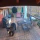 This bear seems like it's at home in Rockland County on a deck.