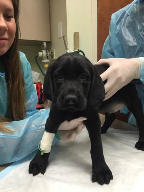 PHOTOS: Oradell Animal Hospital Cares For Puppies Recovered From Paramus |  Paramus Daily Voice