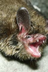Northern long-eared bats are now listed as endangered.